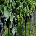 Jesus, the True Vine