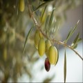 The Olive Tree